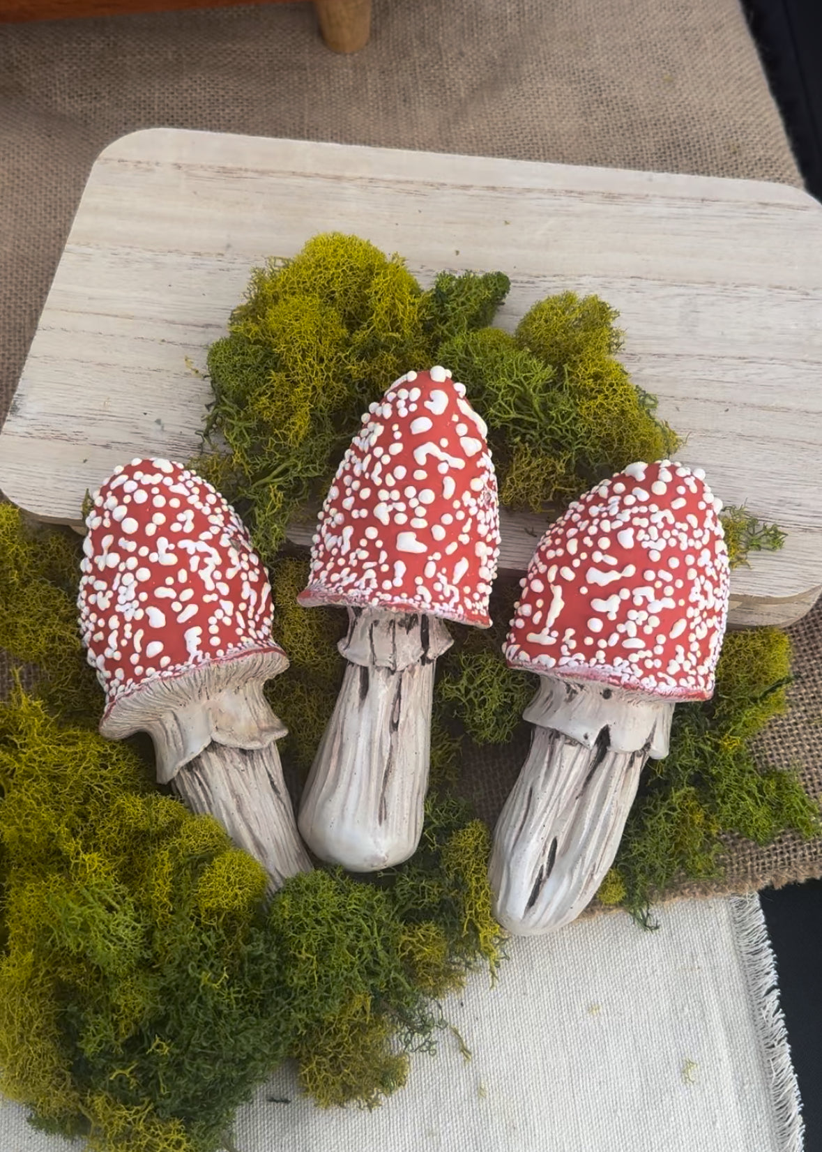 Mushroom Ouid Apparatus *PRE ORDER*